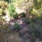 30062021dendryllianotio002s