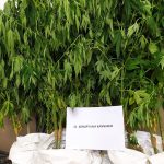 30062021dendryllianotio003