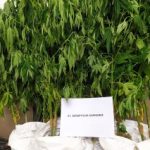 30062021dendryllianotio003s