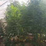 05072021narkotikakriti003s
