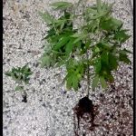 09072021dendrillias
