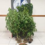 28072021hpeirosdendril001