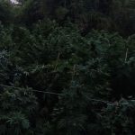23092021kritikan003