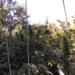 27092021narkkrhth002s