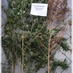 02102021-kanavi-xalkida