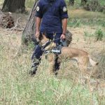 k9skyloi11