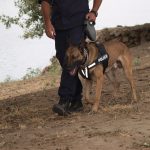 k9skyloi13