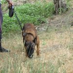 k9skyloi14
