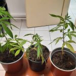 07072022ionianarkotika