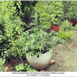 12072022stereaellada002