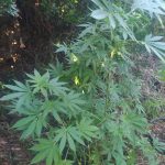 16072022messinia002