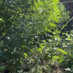 24072022nark005