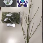 25072022gathfuteia002