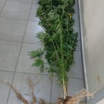 25082022hpeirosnarkotika001