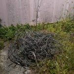 26042023klopikerkyra