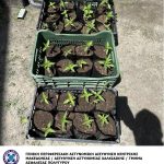 Κατάσχεση φυτών κάνναβης ΤΑ Πολυγύρου