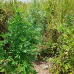 05072023messhnia (1)