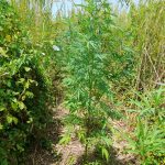 05072023messhnia (3)