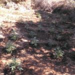 07082023 ΝΑΡΚΩΤΙΚΑ1