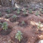 07082023 ΝΑΡΚΩΤΙΚΑ2