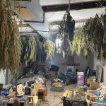 11.8.2023 messinia-narkwtika-sillipseis (5)