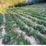 Εντοπισμός φυτειας κάνναβης 2