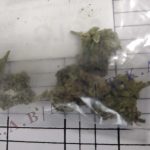 22092023yavaaoaka (1)