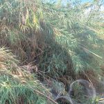 29-9-2023 Συνελήφθη άνδρας στη Δυτική Αχαία για δ (6)