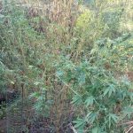 29-9-2023 Συνελήφθη άνδρας στη Δυτική Αχαία για δια (1)