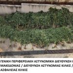 Κατάσχεση δενδρυλλίων κάνναβης ΤΑ Κιλκίς