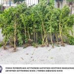 Κατάσχεση δενδρυλλίων κάνναβης ΤΑ Κιλκίς