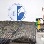 21.5.2024-messinia-narkwtika-syllipsi