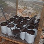 SYLLHPSH FYTEIA KANNABHW KALYMNOS F1