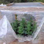 SYLLHPSH FYTEIA KANNABHW KALYMNOS F2