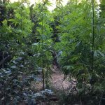 18.6.2024-messinia-narkwtika-syllipsi (2)