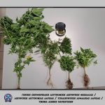 ΦΩΤΟ 1