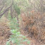 09072024hpeirosfyteia (3)