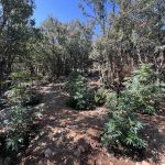 10.07.2024 (Ρέθυμνο-ΦΥΤΕΙΑ ΧΩΡΙΣ ΔΡΑΣΤΗ)