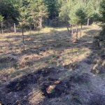 23-7-2024 Εντοπίστηκε οργανωμένη φυτεία κάνναβης, με (1.838) δενδρύλλια σε δύσβατη δασική περιο ( (6)