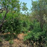26.7.2024-messinia-entopismos fyteias-syllipsi (4)