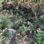 27.7.2024-messinia-fyteia-entopismos