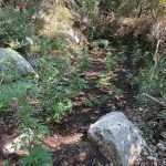 27.7.2024-messinia-fyteia-entopismos (2)