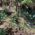 27.7.2024-messinia-fyteia-entopismos (3)