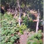 FOTO-4