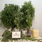 SYLLHPSH KALLIERGEIA KANNABHS RODOS F