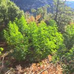 03082024pelopfyteia (3)