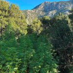 03082024pelopfyteia (4)