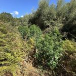 09082024krhthfyteia (1)