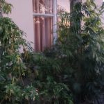 1.8.24_ΦΥΤΕΙΑ ΛΕΙΒΑΔΙΑ (1)