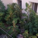 1.8.24_ΦΥΤΕΙΑ ΛΕΙΒΑΔΙΑ (2)